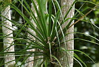 FJRS0038 Beaucarnea recurvata.jpg