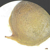 SL1587 Jatropha dioica.jpg