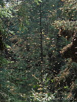 CGL3669 Danaus plexippus.jpg