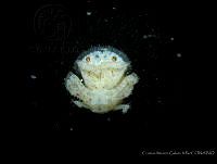 CMGV0139 Hypoconcha panamensis.jpg