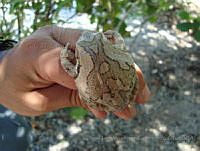 DIMC077 Smilisca baudinii.jpg