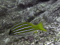 LGHM036 Lutjanus viridis.jpg