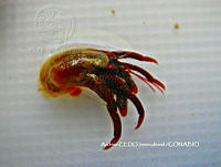 NBA0065 Clibanarius digueti.JPG