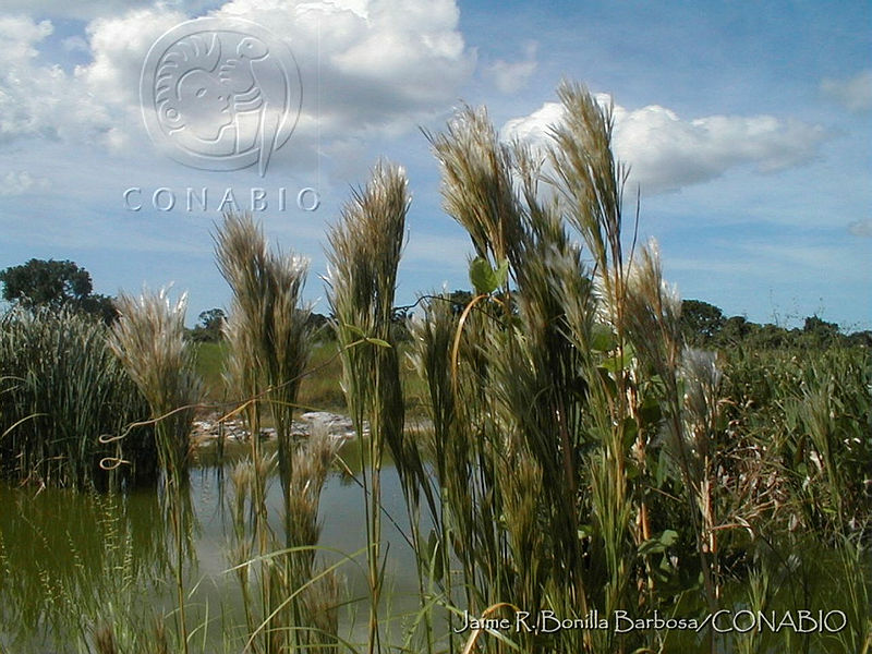 JRBBBK031 46%20Andropogon%20glomeratus.jpg.nyfl3Nv0MeE3PyVhQA3g0JtbmFja29CbnFuZ3NAbXJ6LGtwZwA.PODiGERwtt