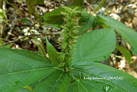 ME010 KV 00095 Acalypha L., 1753.JPG