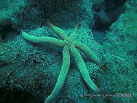 CGG0650 Linckia guildingi.JPG