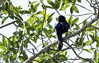 AAKVDH 0024 Cyanocorax beecheii.JPG