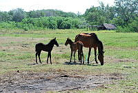 FN005 6 198 Equidae.jpg