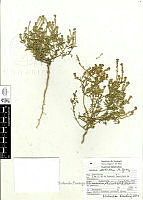 Lepidium-sordidum.jpg