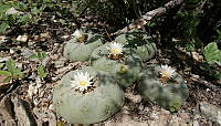 OSGE01 Lophophora diffusa.jpg