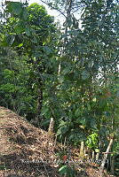 SG019 0343 Diospyros nigra.jpg