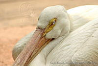 CEOV0179 Pelecanus erythrorhynchos.jpg