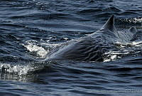 CNS0838 Physeter macrocephalus.jpg