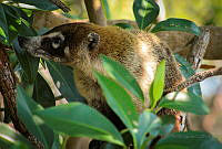 FBA0532 Nasua narica.jpg