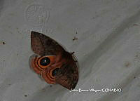 JBV048 Automeris sp..JPG