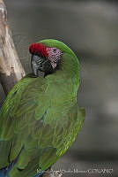 MASM06316 Ara ambiguus.jpg