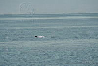 GEA0245 Kogia breviceps.jpg