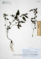 LAC791 Acalypha neomexicana.JPG
