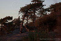 MASM00786 Canis latrans.jpg