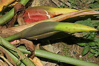 JDA D 05038 Philodendron radiatum Schott.jpg