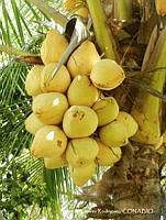 RRR0269 Cocos nucifera.jpg