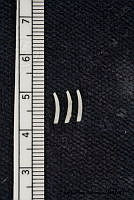 KT014 0137 Siphonodentalium quadrifissatum.JPG