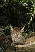 EGP0049 Lynx rufus.jpg