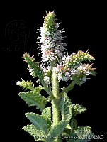 PTL1639 Mentha rotundifolia.jpg