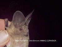 ProyME004 00236 Macrotus californicus.jpg