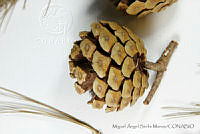 MASM06792 Pinus oocarpa.jpg