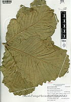 YPH3206 Quercus resinosa.jpg