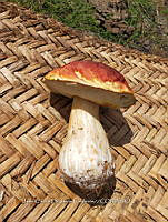 JCDJC 0013 Boletus pinophilus.jpg