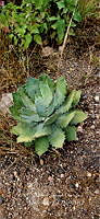 RG019 0109 Agave potatorum.jpg
