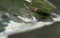 MMOR 0087 Theridion sp..jpg