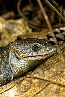 MDL0007 Abronia lythrochila.jpg