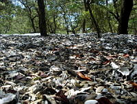 MRR037 Pueblo Viejo, Veracruz.jpg