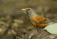 MASM07753 Turdus rufopalliatus.jpg