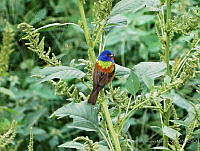 AVM03 Passerina ciris.JPG