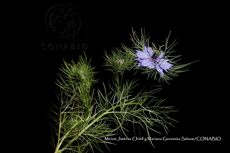 Xochiap%200273%20Nigella%20damascena.jpg.nSjH6fP9MeXhk0VjQA3g0JtbmFja29CbnFuZ3NAbXJ6LGtwZwA.j X48if1xK