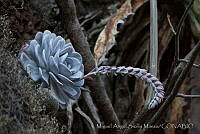 MASM01376 Echeveria laui.jpg