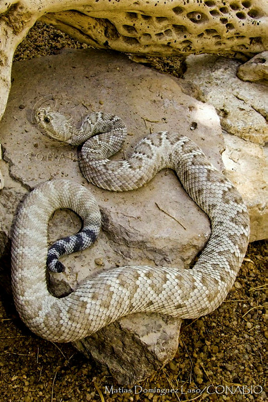 MDL0123%20Crotalus%20catalinensis.jpg.iSerq rzMVGpS19hQA3g0JtbmFja29CbnFuZ3NAbXJ6LGtwZQA.p9z5OyfBqU