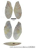 KT014 0379 Tellina cumingii.JPG