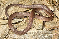 ECA0225 Enulius flavitorques ssp. unicolor.jpg