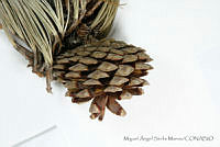 MASM06782 Pinus oocarpa.jpg