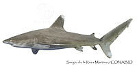 SRM0104 Carcharhinus longimanus.jpg