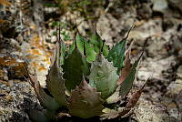 FBA0809 Agave potatorum.jpg