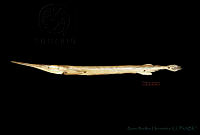 MRRH0095 Strongylura exilis.jpg