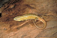 GC0071 Barisia imbricata.jpg