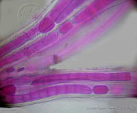 LQY0030 Dichothrix utahensis.jpg
