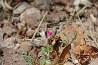 ASSA013 Oenothera rosea.jpg